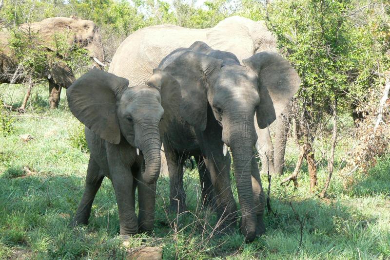 19 REGIONE DEL MPUMALANGA Parco Kruger